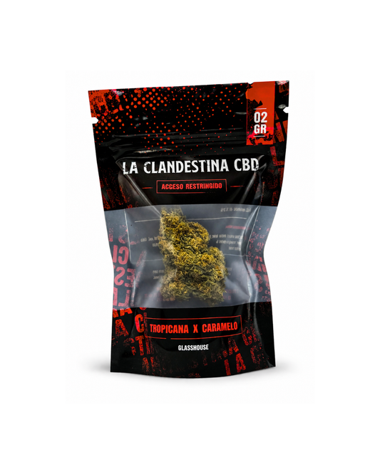 Tropicana x Caramelo La Clandestina CBD